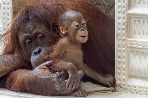 Sumatran orangutan