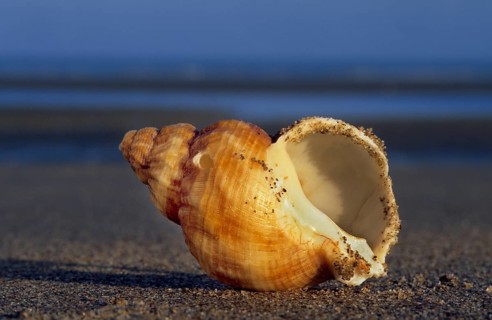 Common whelk