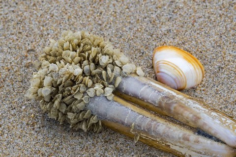 Egg cases
