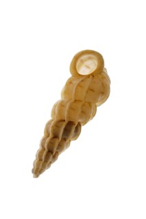 Common wentletrap