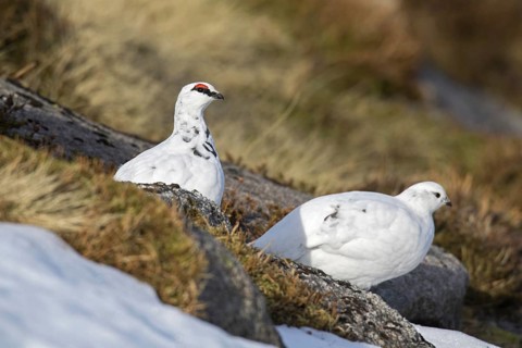 Rock ptarmigan