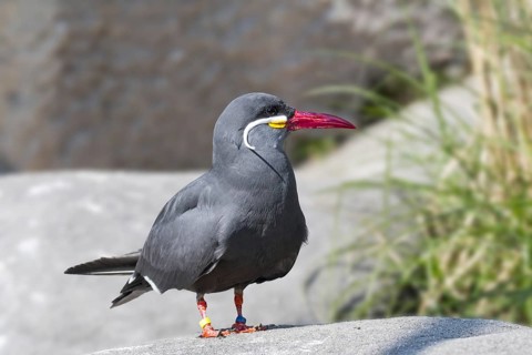 Inca tern