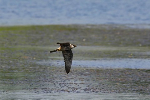 Eurasian Hobby