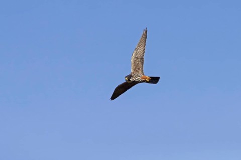 Eurasian hobby