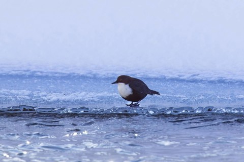 White-throated dipper