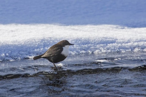 White-throated dipper