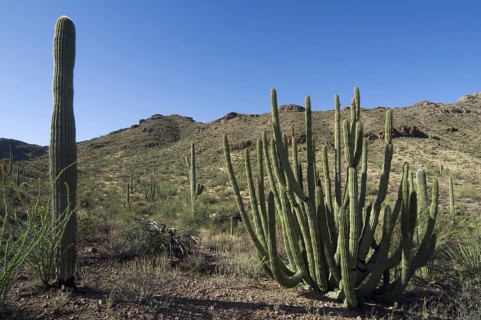 Saguaro cacti and Organ pipe cactus