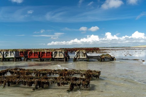 Oyster farm on the beach of Bricqueville-Sur-Mer