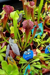 Venus flytraps