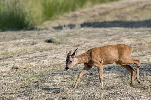 Young European roe deer