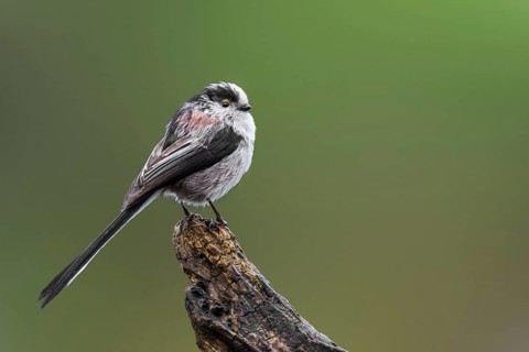 Long-tailed tit