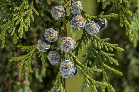 Port Orford cedar