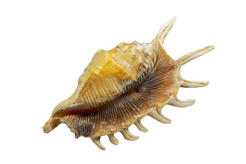 Millipede spider conch