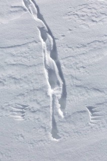Rock ptarmigan
