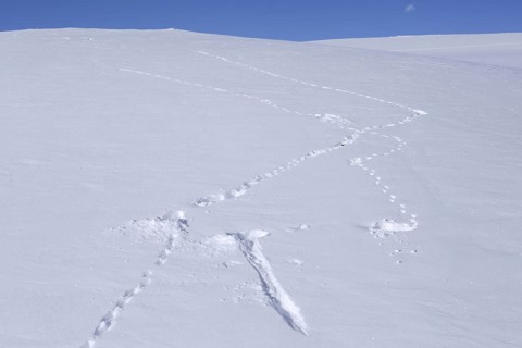 Rock ptarmigan