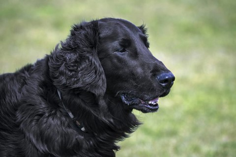 Black flat-coated retriever