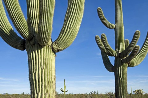 Saguaro