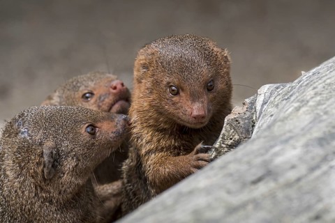 Three common dwarf mongooses