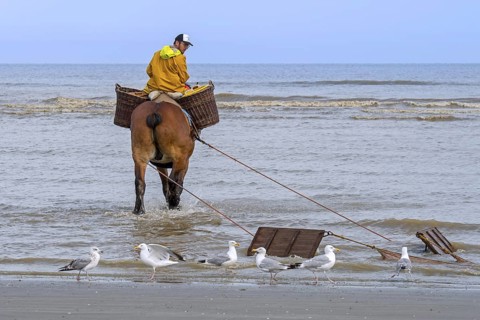Shrimper on draught horse
