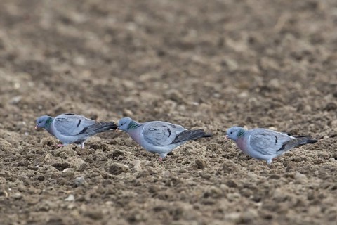 Three stock doves