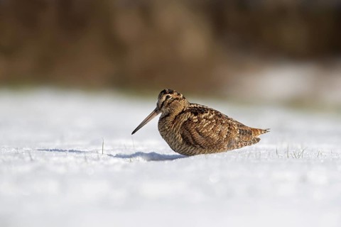 Eurasian woodcock