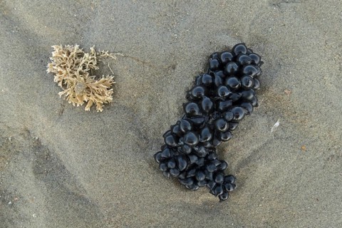 Black eggs