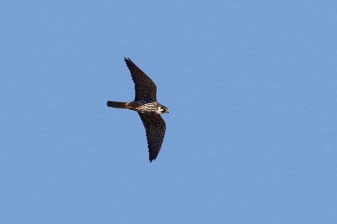 Eurasian hobby