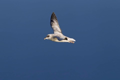 Northern fulmar
