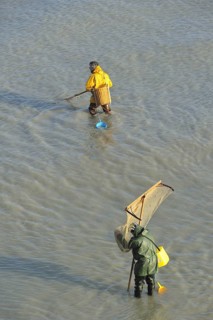 Shrimpers fishing for shrimps with shrimping net along the beach at Le Treport