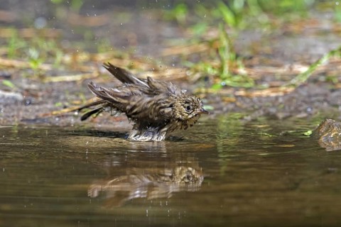 Tree pipit