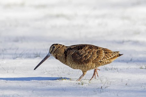 Eurasian woodcock