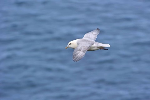 Northern Fulmar