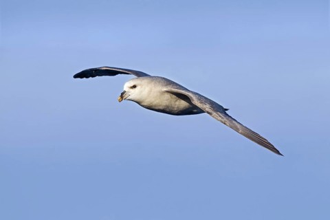 Northern fulmar