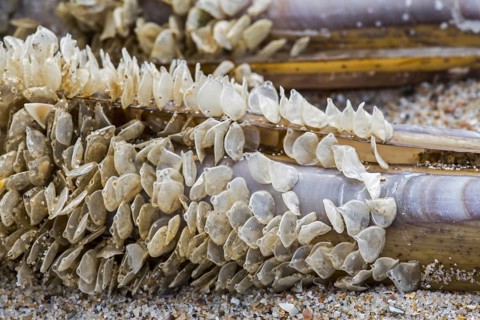 Egg cases