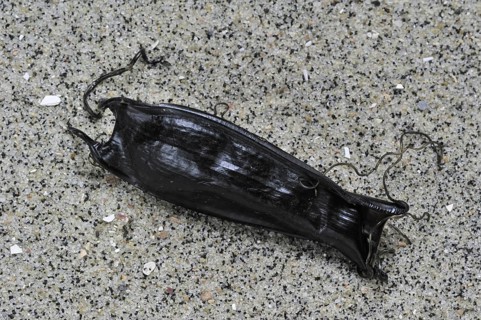 Mermaid's purse