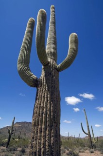 Saguaro