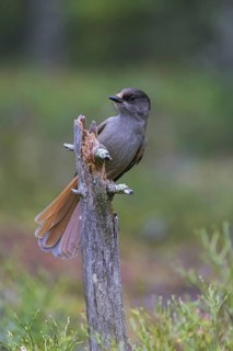 Siberian jay