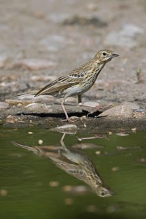 Tree pipit
