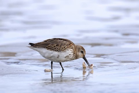 Dunlin
