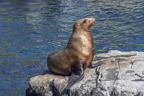 Steller sea lion