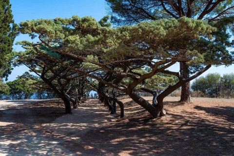 Umbrella-shaped pine trees