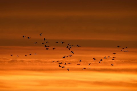 Migrating flock of common cranes