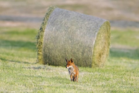 Red fox