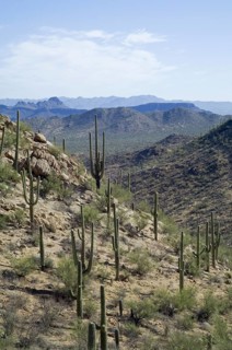 Saguaro