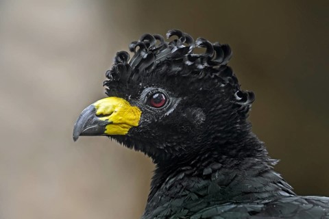 Bare-faced curassow