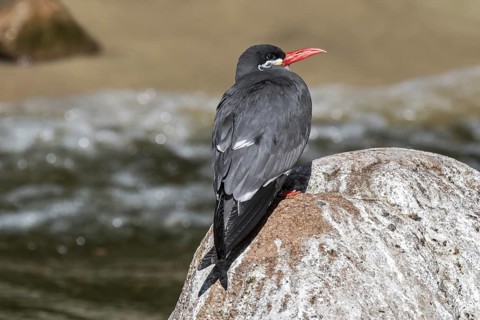 Inca tern