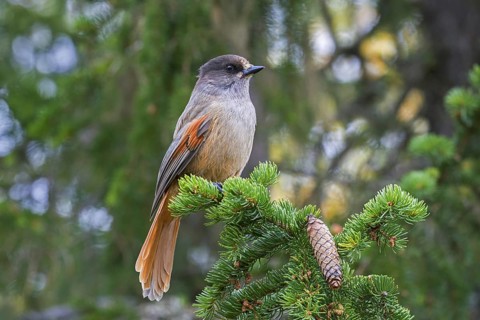 Siberian jay