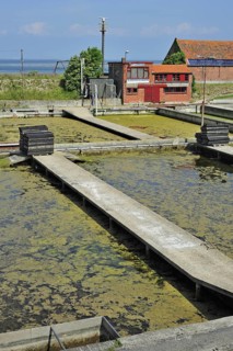 Oyster pits at Yerseke along the Oosterschelde