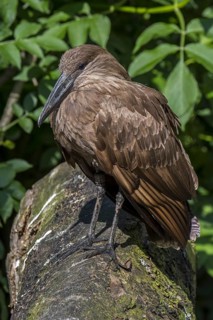 Hamerkop