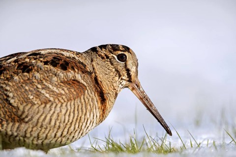 Eurasian woodcock